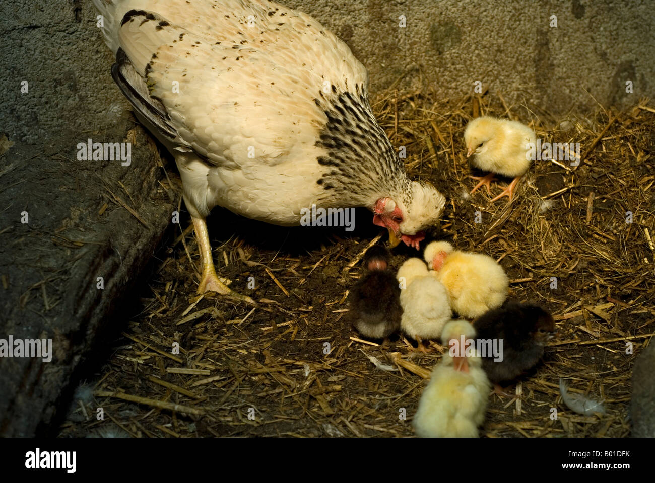 Stock photo d'une poule avec son nouveau né de la couvée de poussins La photo a été prise dans un hangar de poulet sur une exploitation agricole en France Banque D'Images