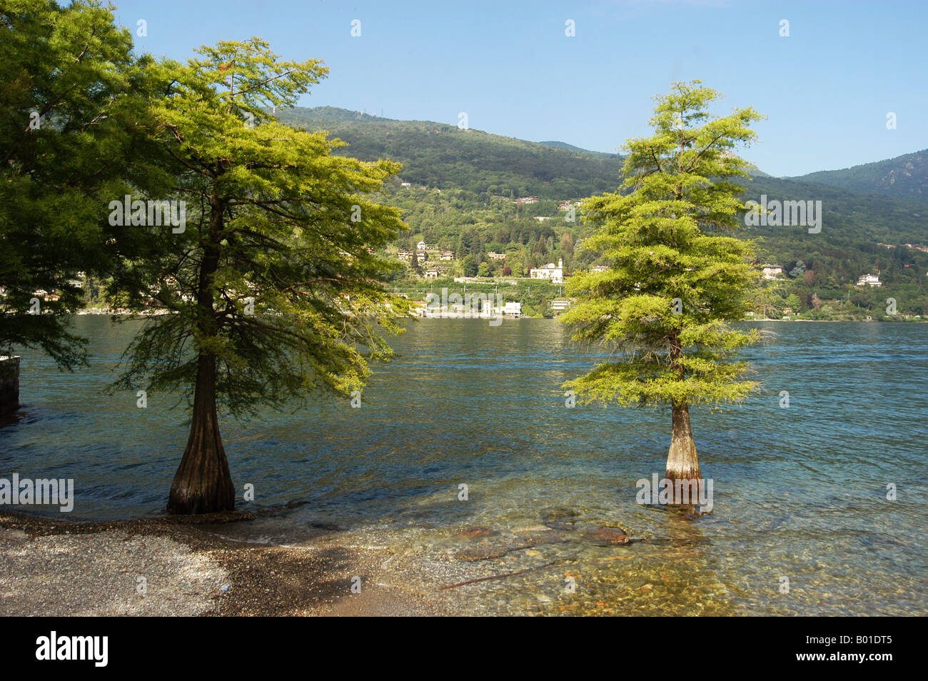 Arbres de Isola Bella - Lago Maggiore Piemonte Italia - Italie Europe Banque D'Images