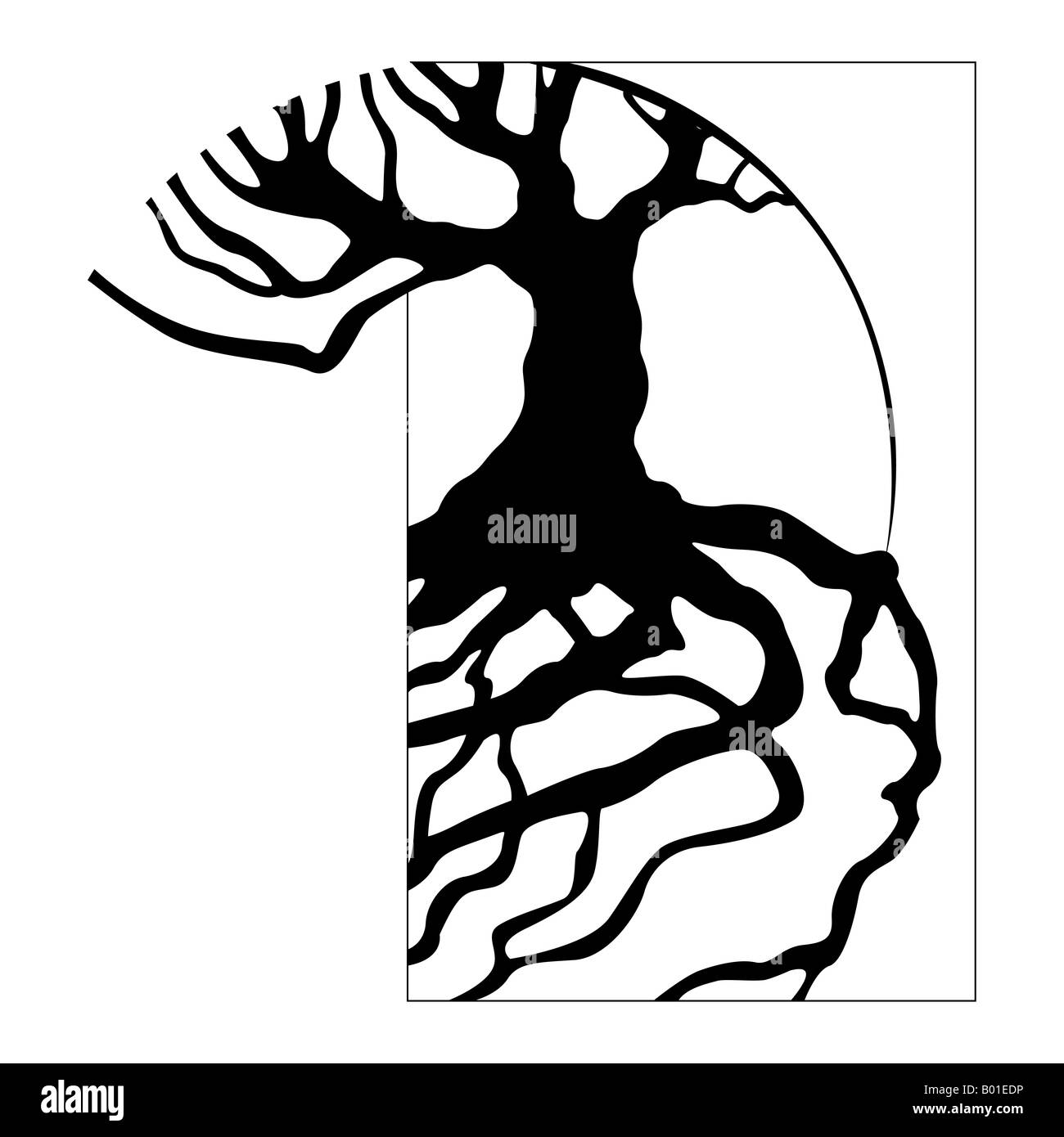 Racines d’arbres Banque D'Images