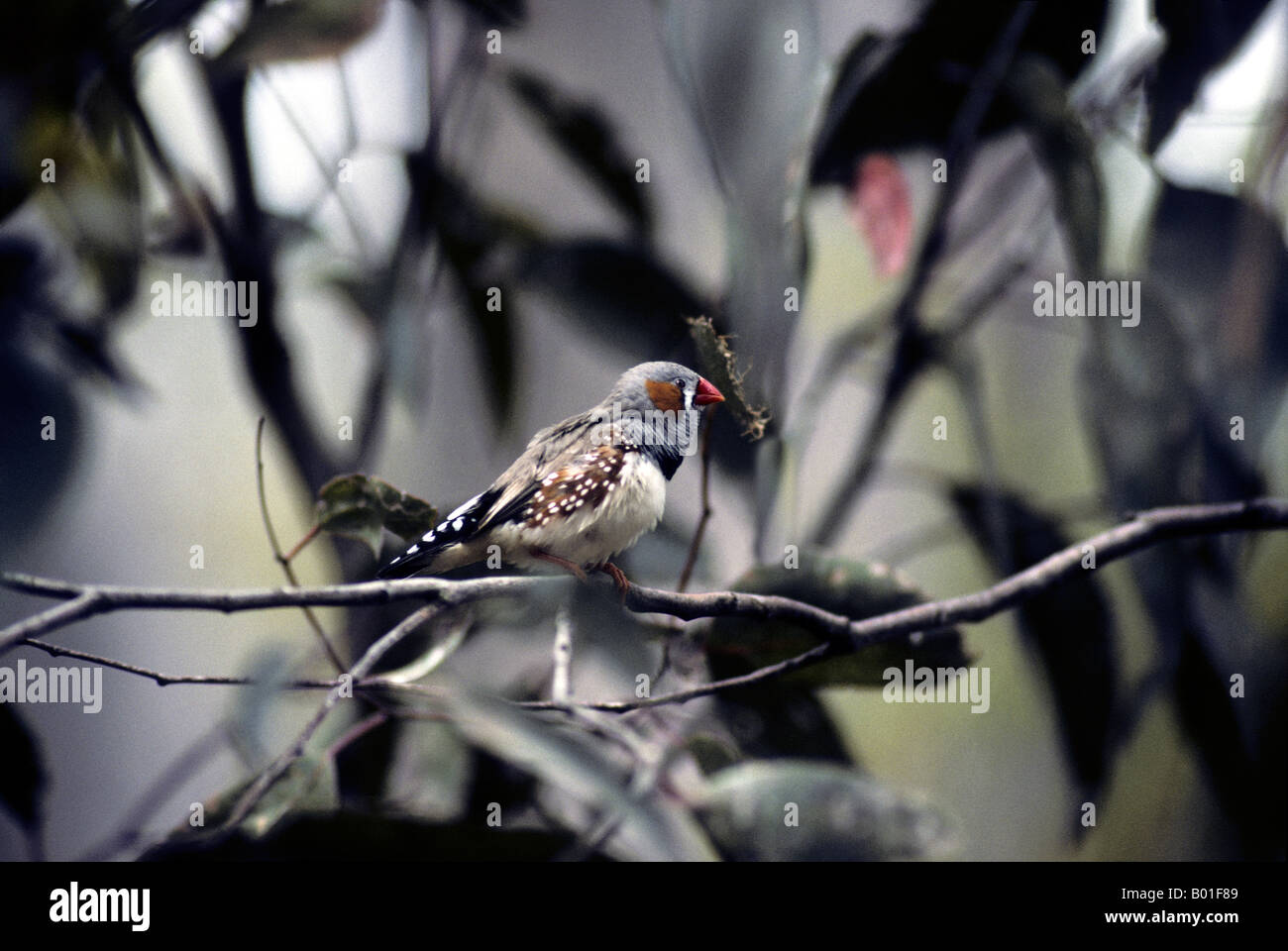 Finch-Taeniopygia Zebra guttata/ Poephila guttata -famille des Ploceidae Banque D'Images