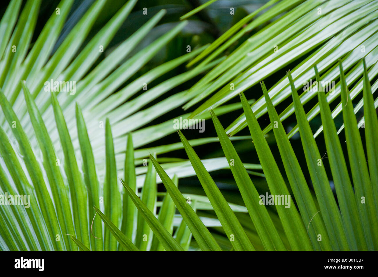 Abstract pattern d'fernlike a fait part Banque D'Images