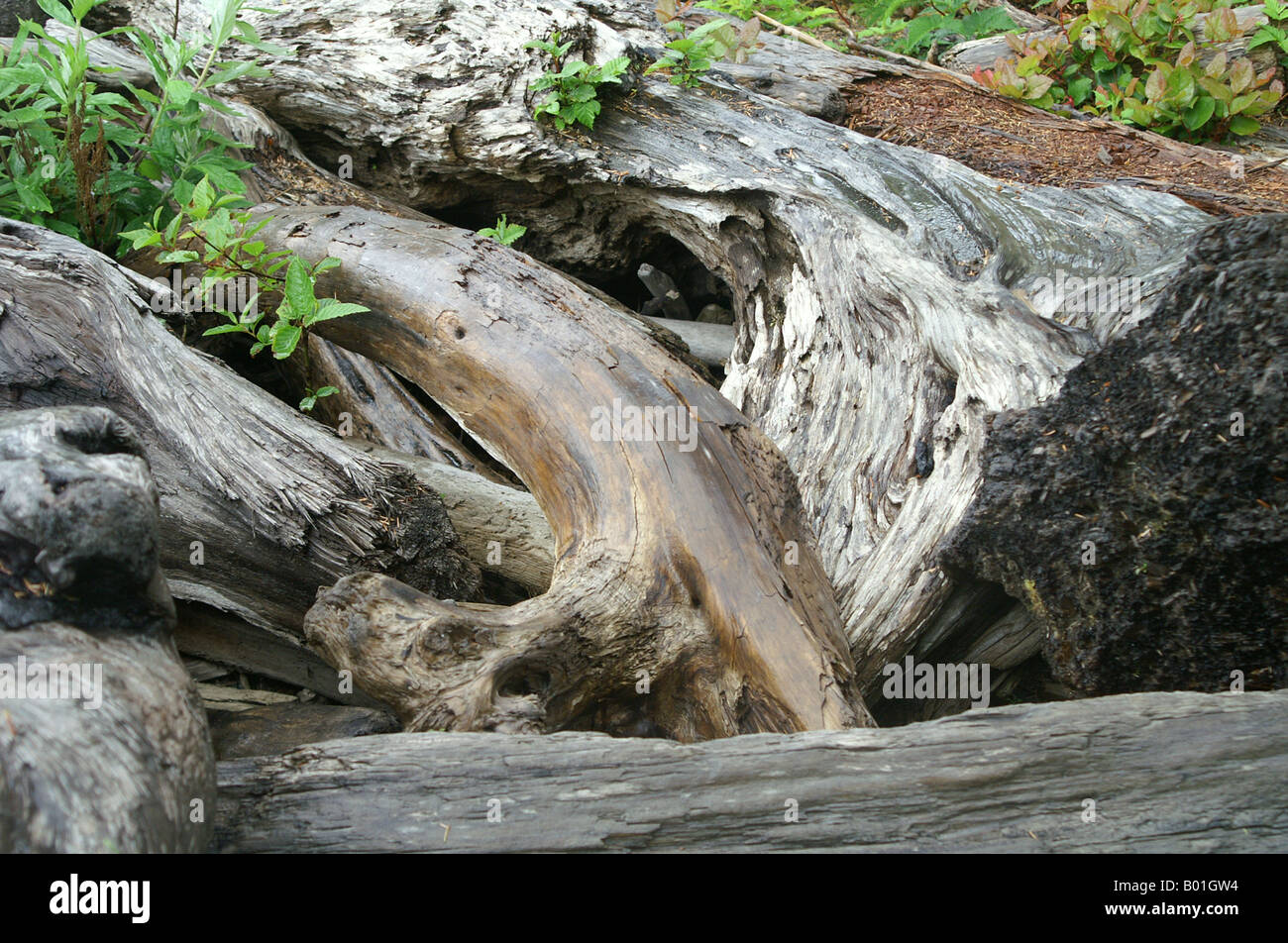 Driftwood close-up sur la plage du nord-ouest du Pacifique Banque D'Images