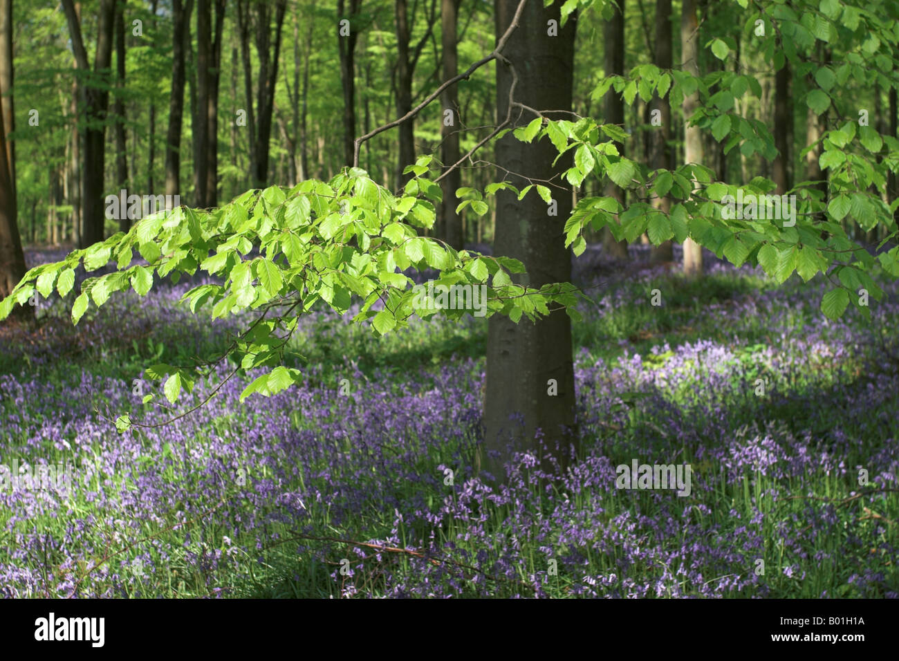 Bluebells de printemps dans West Woods bluebell Wood, Marlborough, Wiltshire, Angleterre, Royaume-Uni Banque D'Images