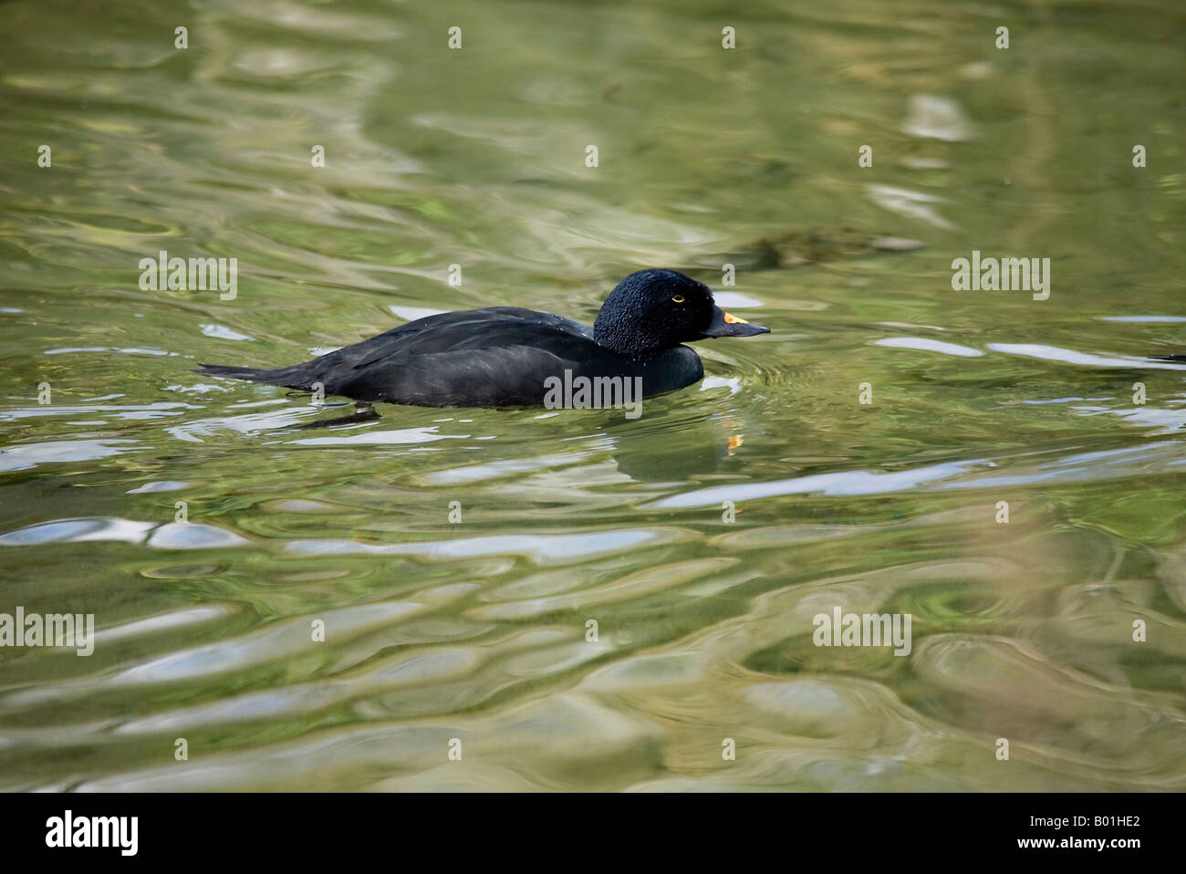 Macreuse noire Melanitta nigra femelle Banque D'Images