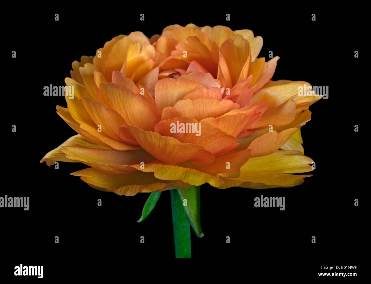 Ranunculus Orange Banque D'Images