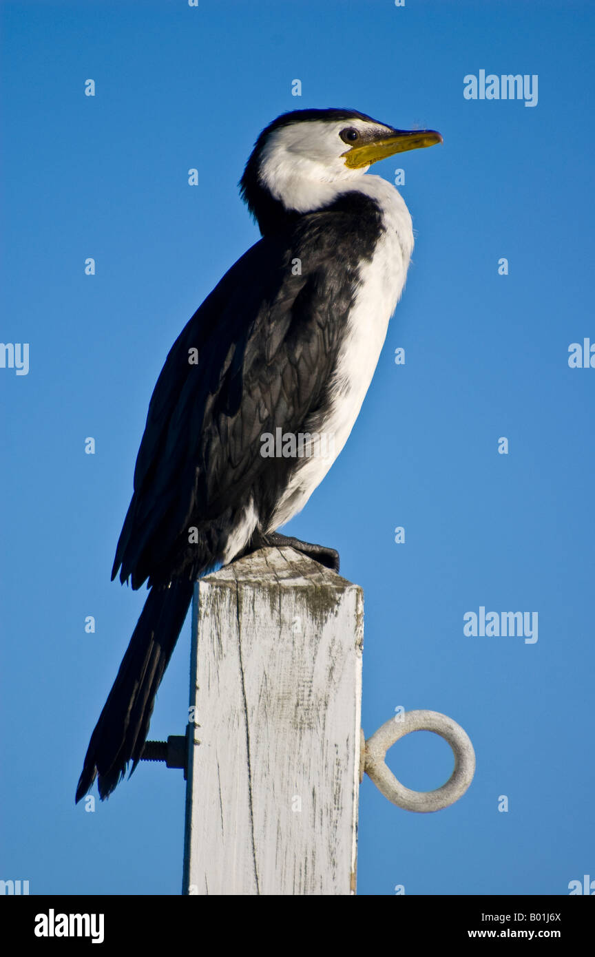 Peu de shag (Phalacrocorax héron cendré, l'aigrette garzette ou shag) sur un post Banque D'Images