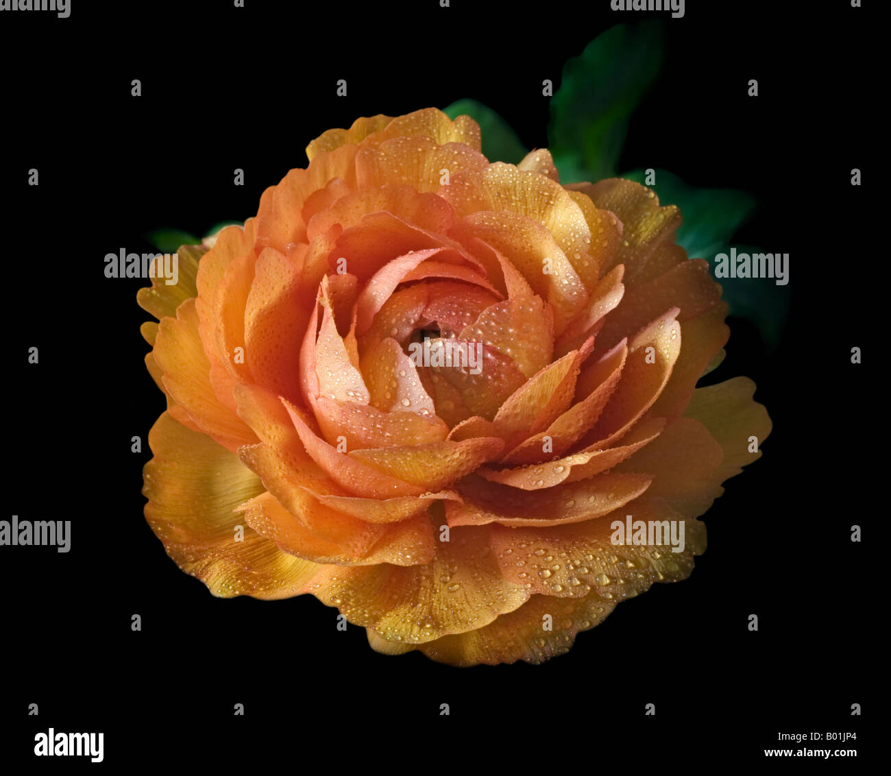 Ranunculus Orange Banque D'Images