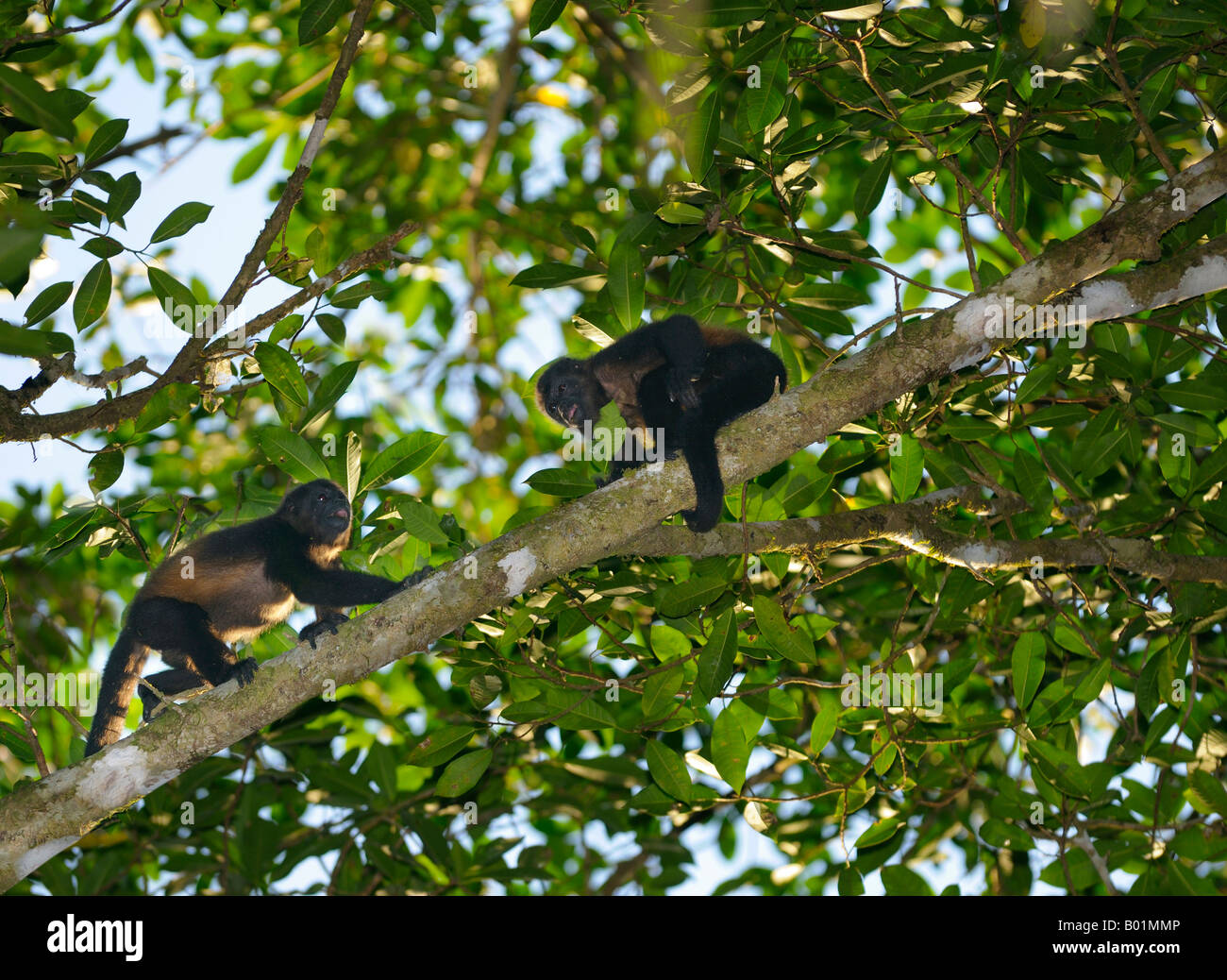 Un singe hurleur bloque un autre de passer sur une branche d'arbre sur le karaté de la péninsule d'Osa au Costa Rica Banque D'Images