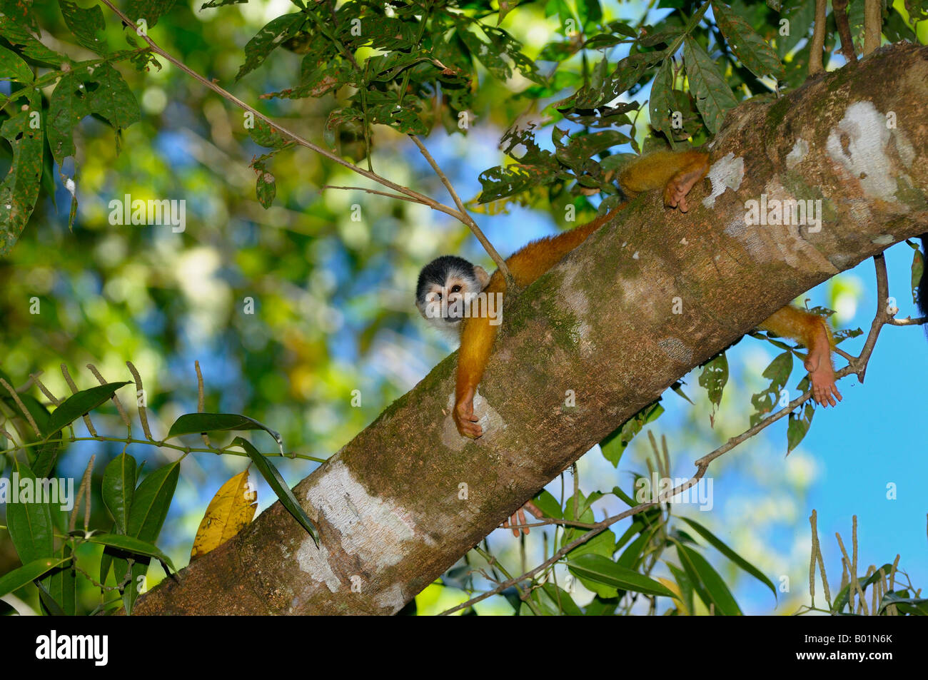 Singe-écureuil spreadeagled commune sur une branche d'arbre dans la forêt tropicale du Costa Rica Banque D'Images