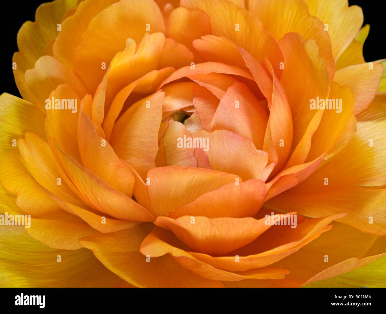 Ranunculus Orange Banque D'Images