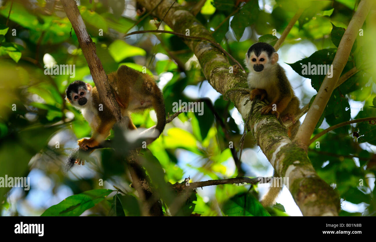 Les singes écureuils communs et de repos dans le toilettage arbres jungle rainforest karaté de la péninsule d'Osa au Costa Rica Banque D'Images