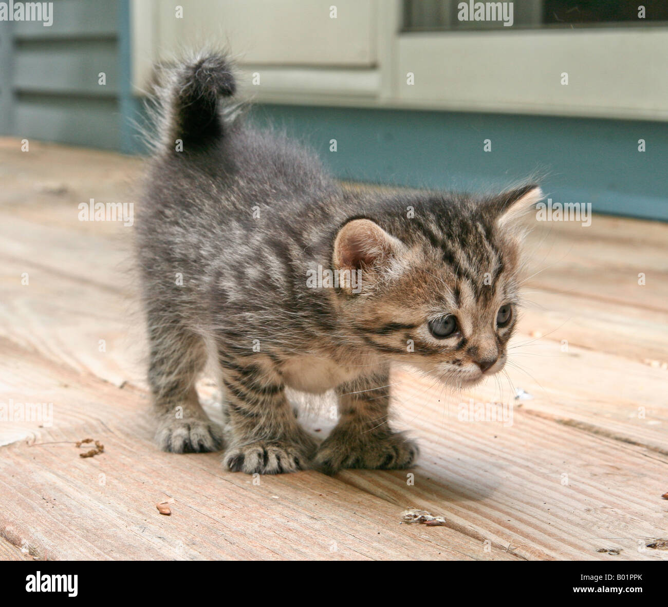 Chaton De 1 Mois Premiere Intervention Photo Stock Alamy
