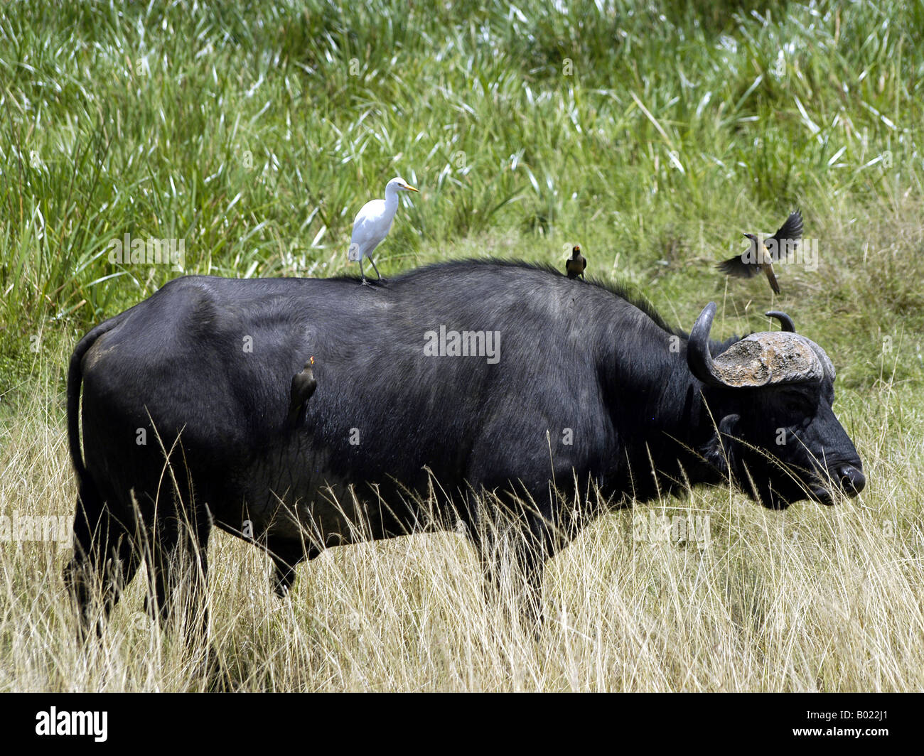 Poser Buffle africain avec certains oiseaux Banque D'Images