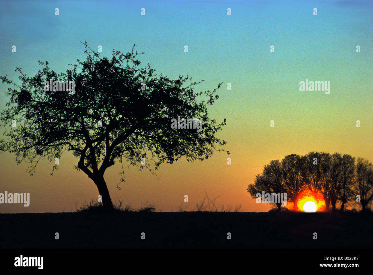 Arbres en silhouette contre le soleil couchant Europa Europe Allemagne Schleswig Holstein arbres feuillus arbres feuillus géographie haze Banque D'Images