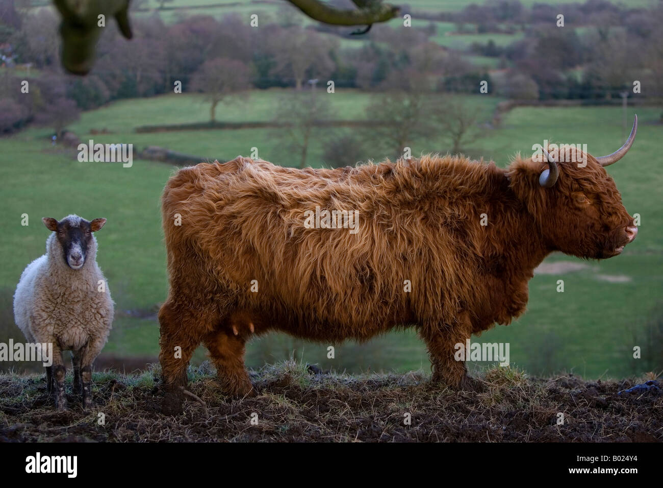 Les moutons et vaches ANGUS ABERDEEN Banque D'Images