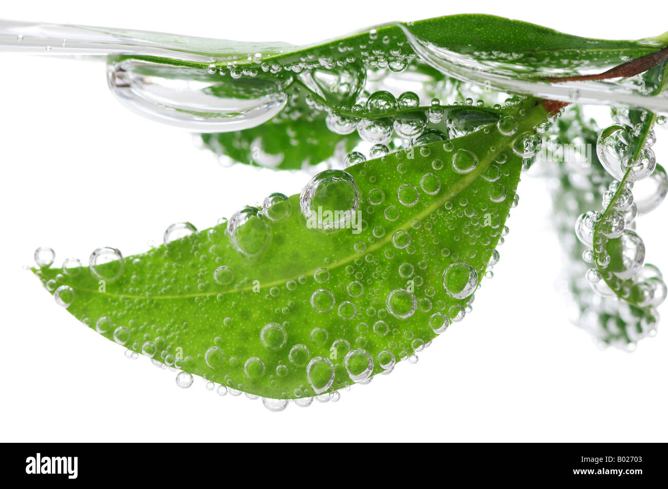 Feuilles d'une plante verte submergées dans l'eau avec des bulles d'air Banque D'Images