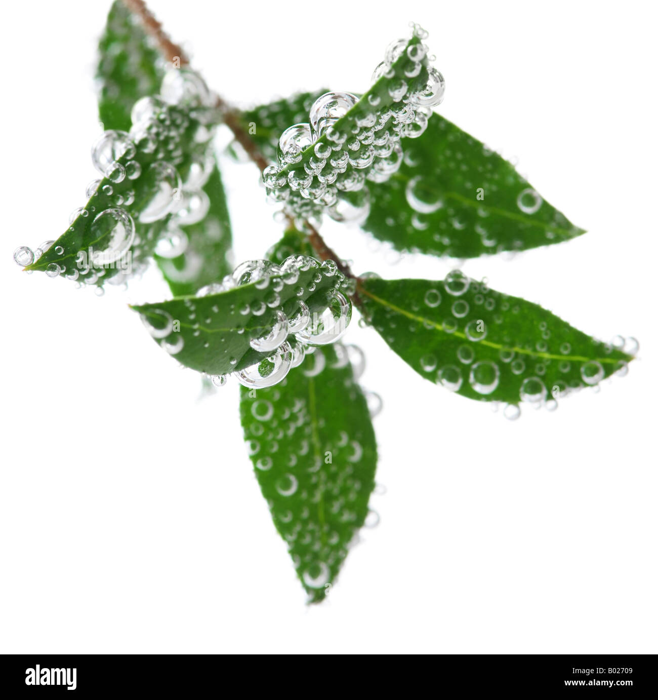 Feuilles d'une plante verte submergées dans l'eau avec des bulles d'air Banque D'Images