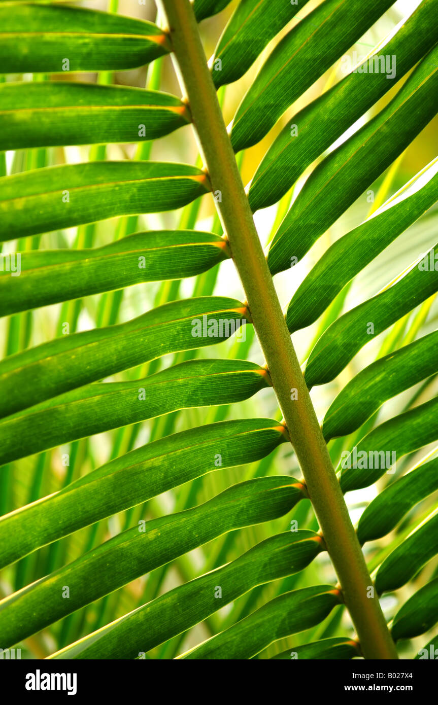 Libre de feuille verte d'plante tropicale Banque D'Images