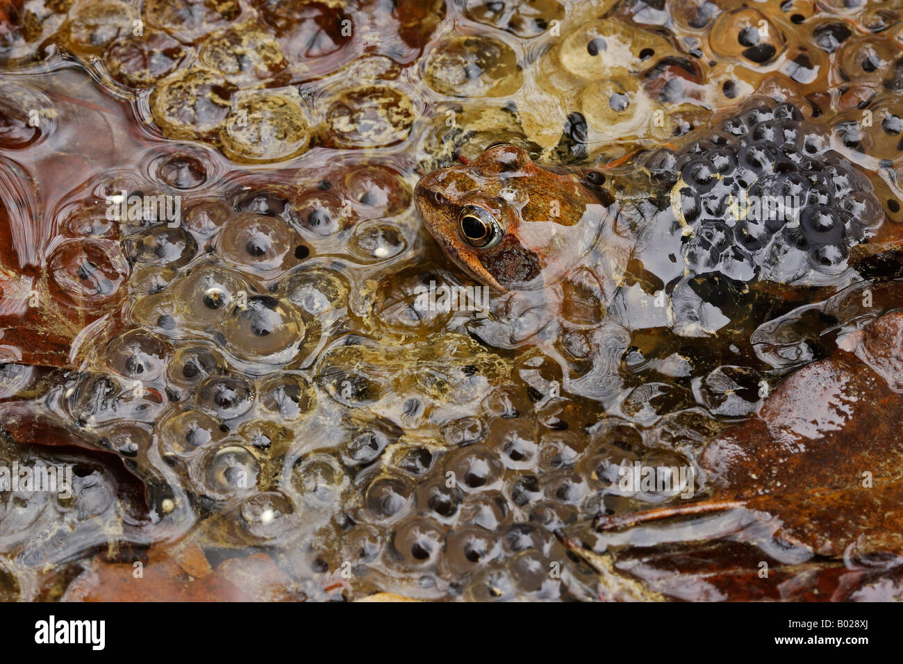 Grenouille Rousse (Rana temporaria) entre frayer dans un étang Banque D'Images