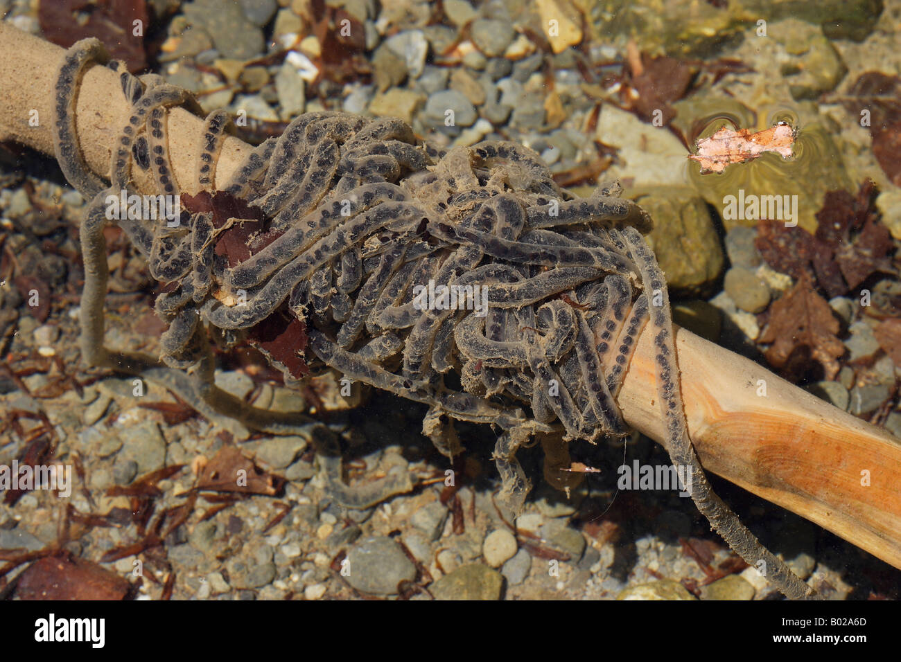 Crapaud commun (Bufo bufo), les chaînes d'oeufs Banque D'Images