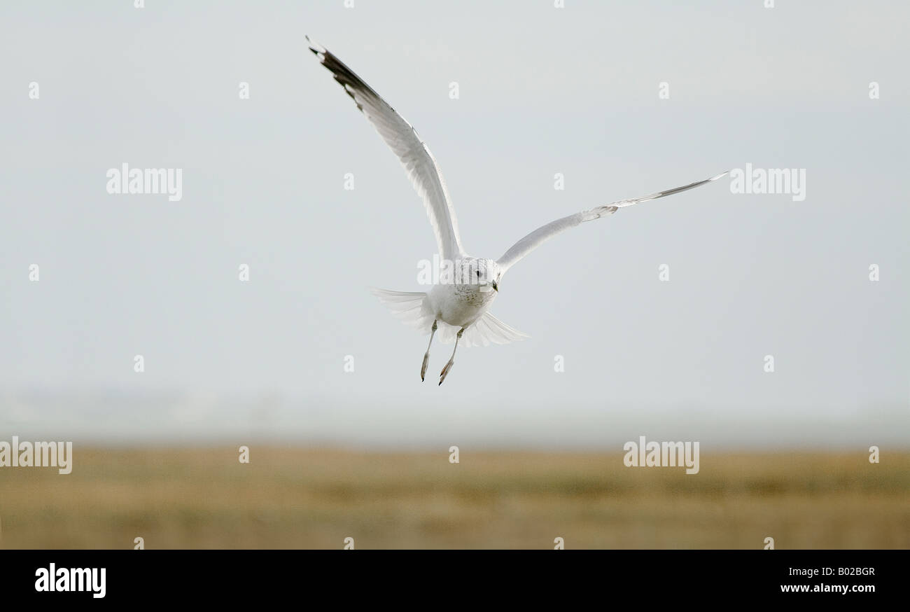 Jeune Mouette rieuse (Larus ridibundus) Banque D'Images