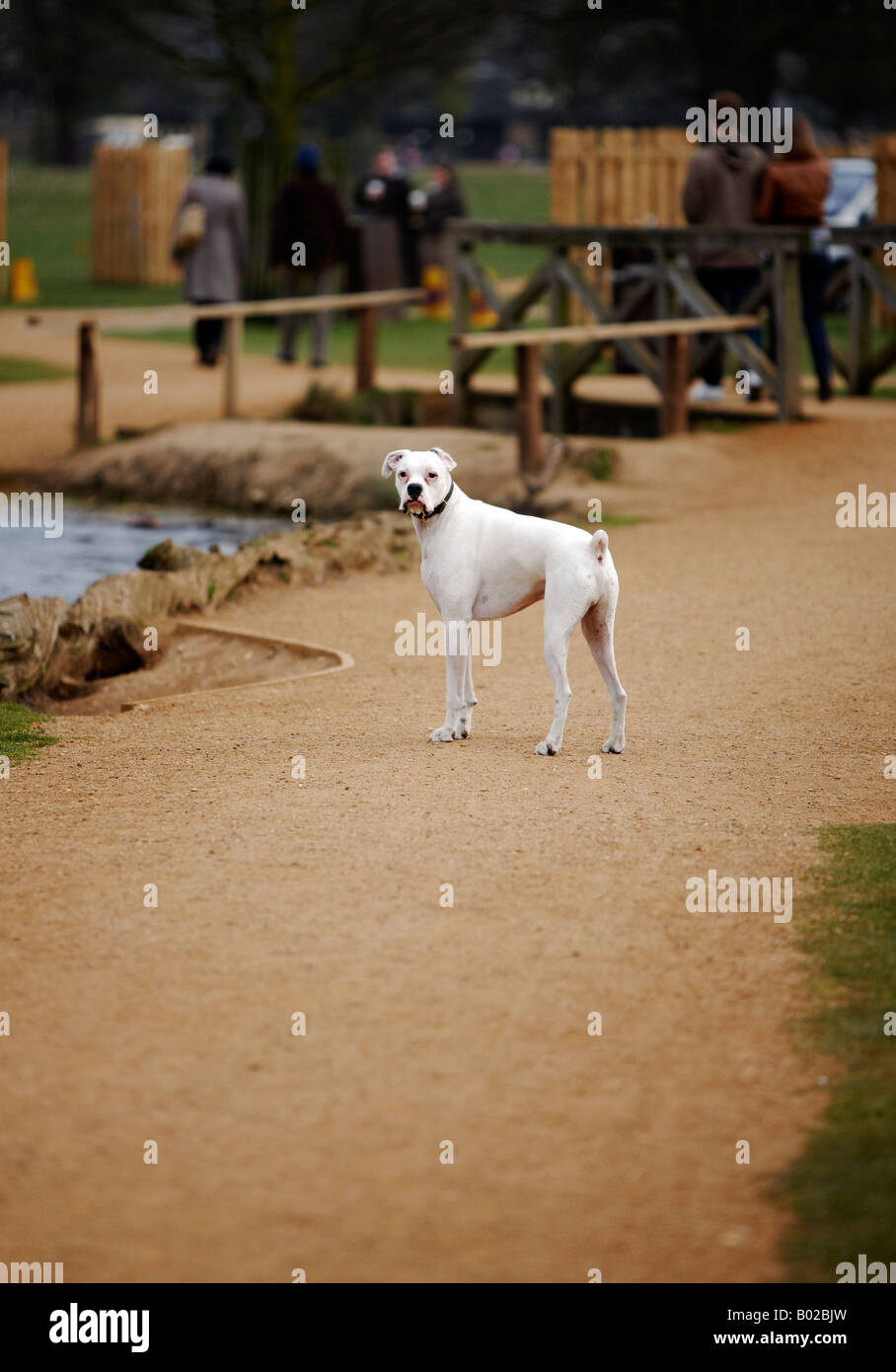 Un chien boxer blanc, fixant la caméra. Banque D'Images