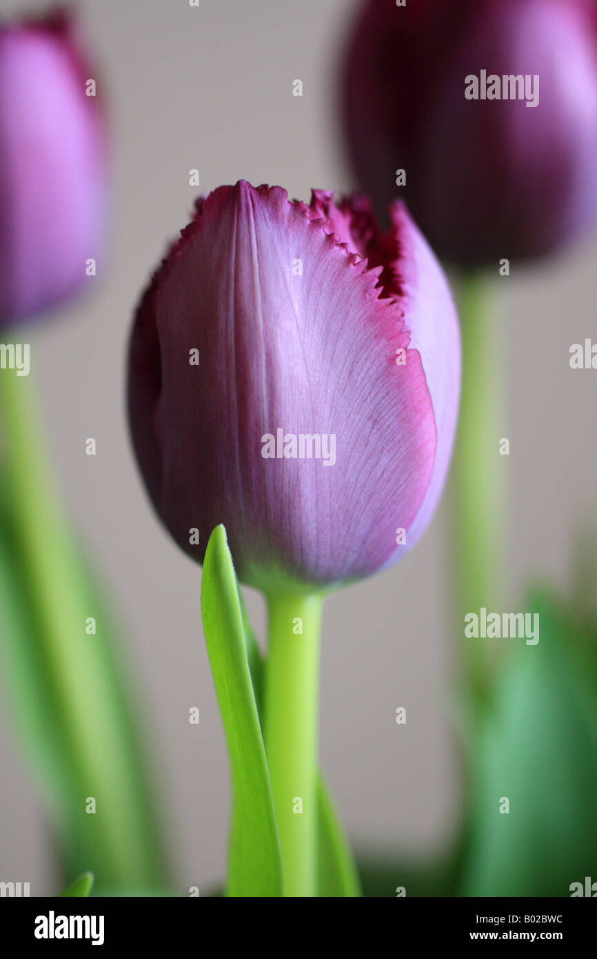 'Purple Tulips' dans un vase à la maison. Banque D'Images