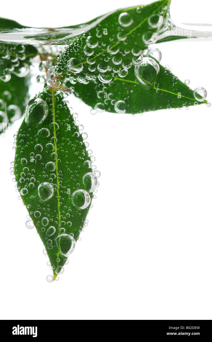 Feuilles d'une plante verte submergées dans l'eau avec des bulles d'air Banque D'Images