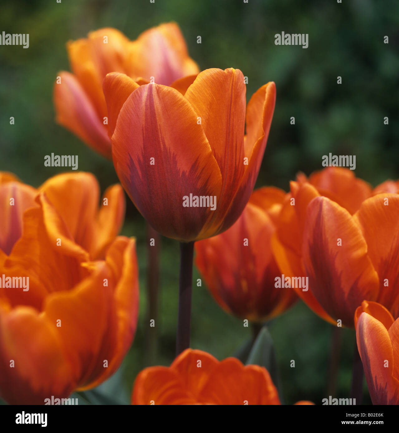 Fleur de tulipe Princesse Irene variante couleur inhabituelle Banque D'Images