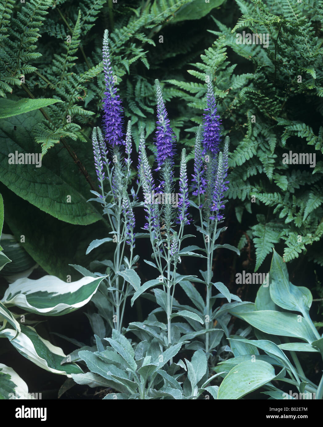 Spiked speedwell Veronica spicata sous-espèce incana fleurs tapis argent Banque D'Images