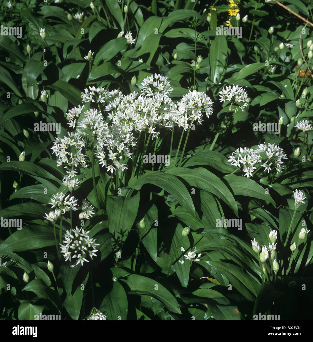 L'ail des ours ou Allium ursinum ramsons plantes à fleurs en bois de hêtre Banque D'Images