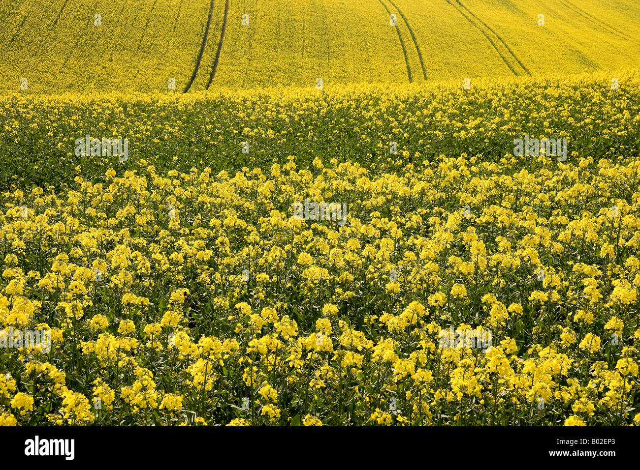 Un champ de colza colza Brassica napus en fleur Banque D'Images