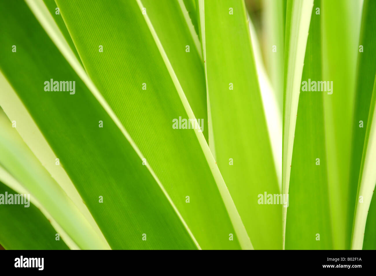 Gros plan sur les feuilles vertes des plantes tropicales Banque D'Images