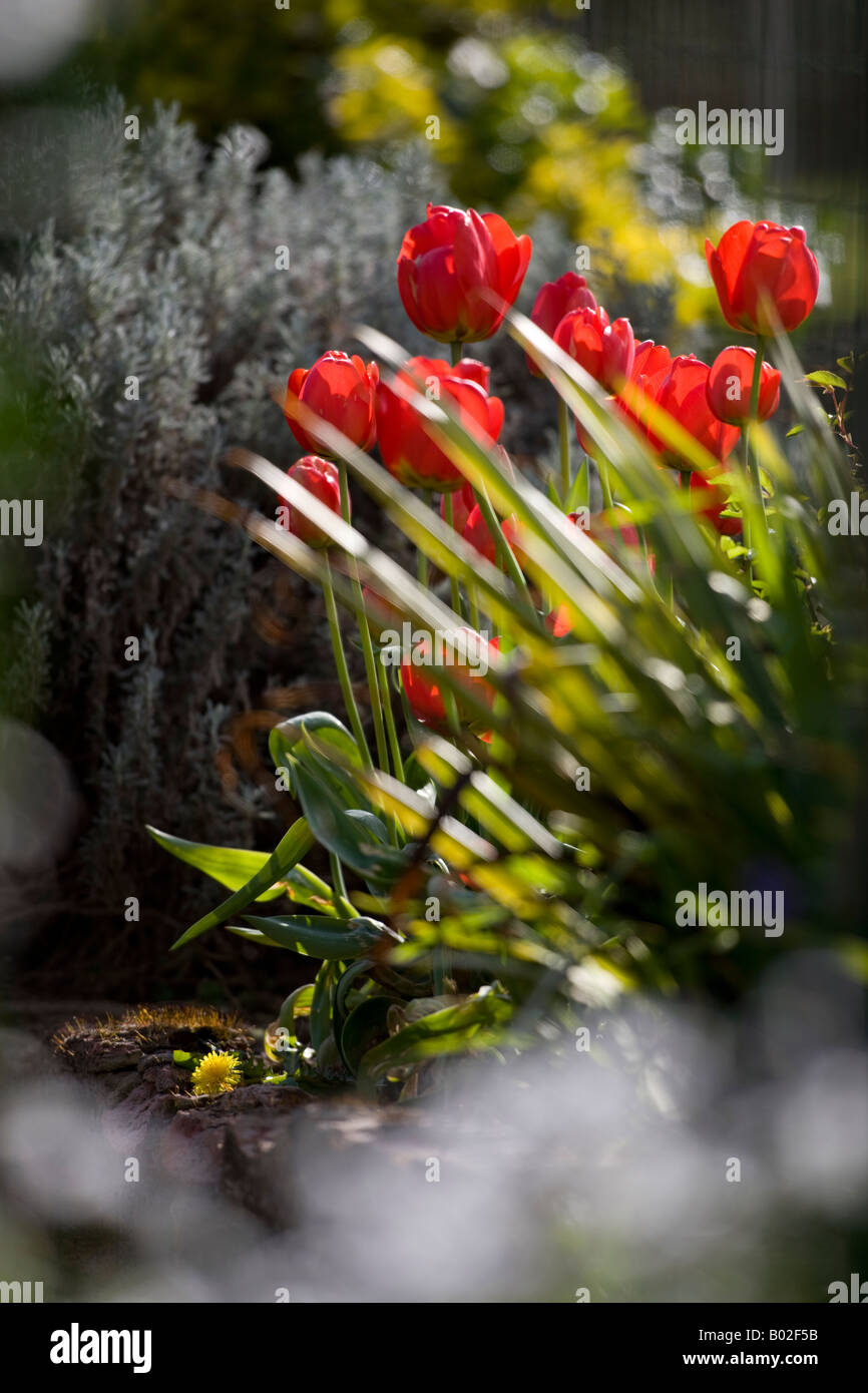Tulipes rouges par rétroéclairé soleil bas dans un jardin border Banque D'Images