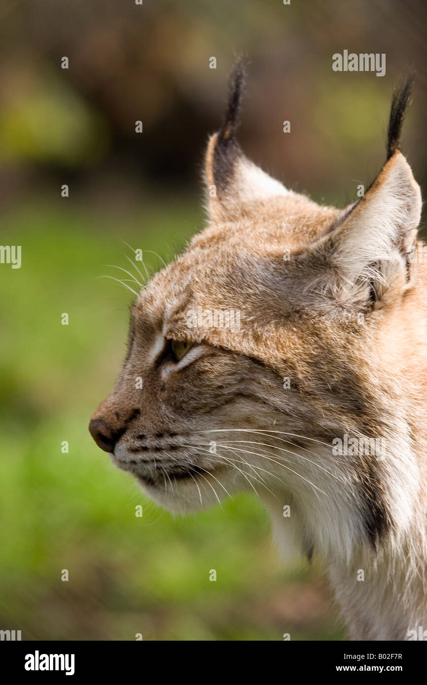 Lynx (européen) prises dans le parc de la faune Banque D'Images Lynx (européen) prises dans le parc de la faune Banque D'Images