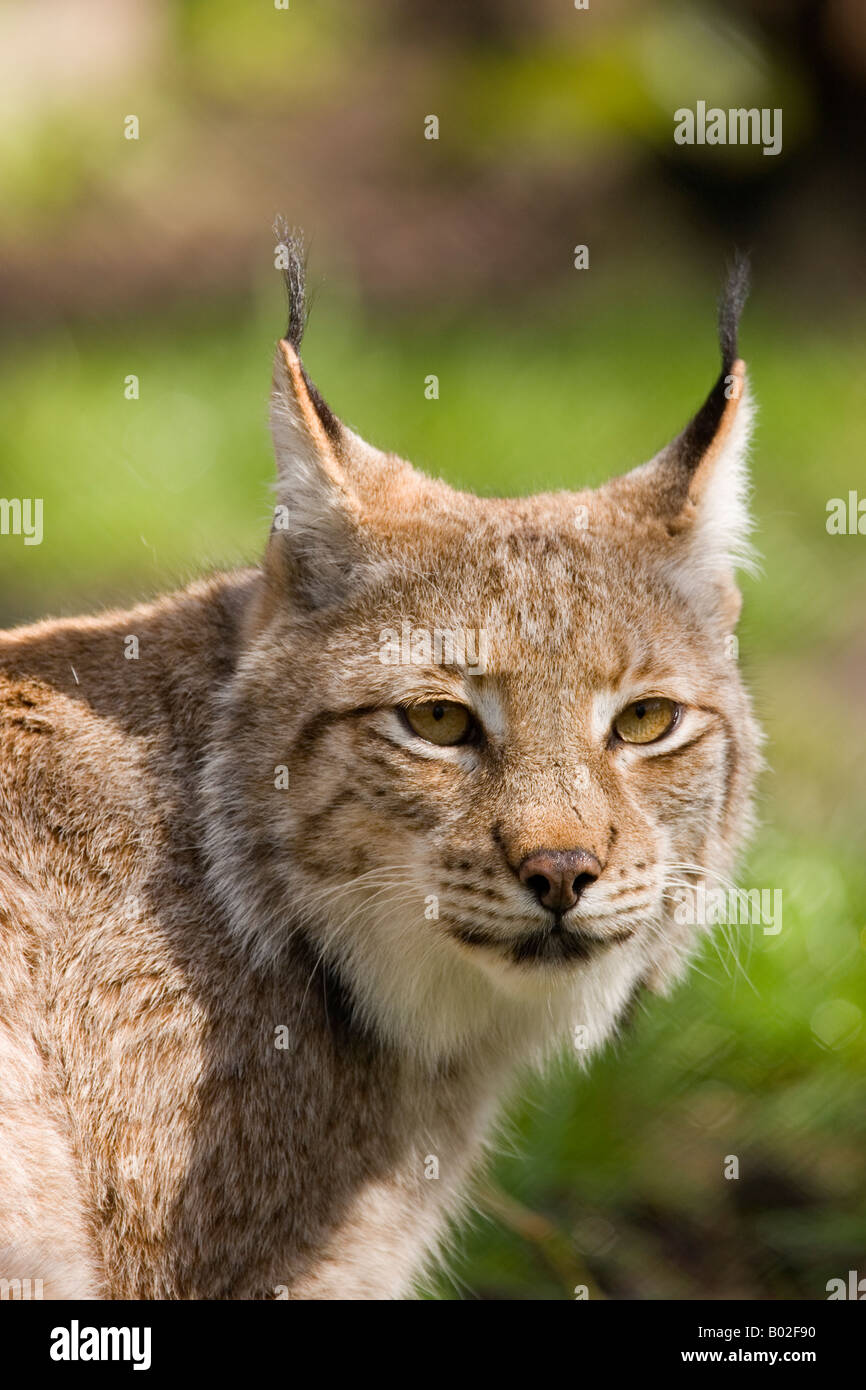 Lynx (européen) prises dans le parc de la faune Banque D'Images Lynx (européen) prises dans le parc de la faune Banque D'Images