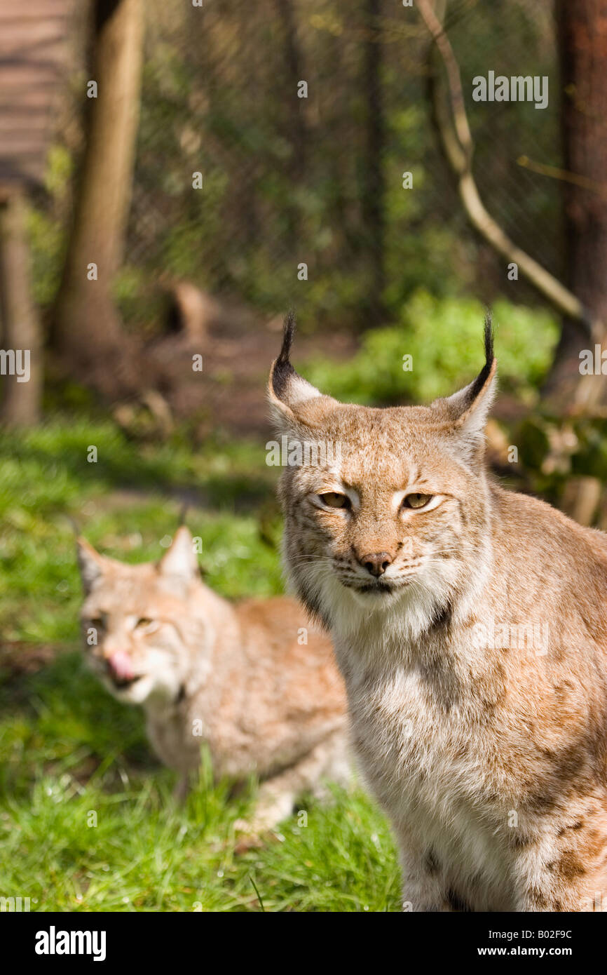 Paire de lynx (européen) prises dans le parc de la faune Banque D'Images Paire de lynx (européen) prises dans le parc de la faune Banque D'Images