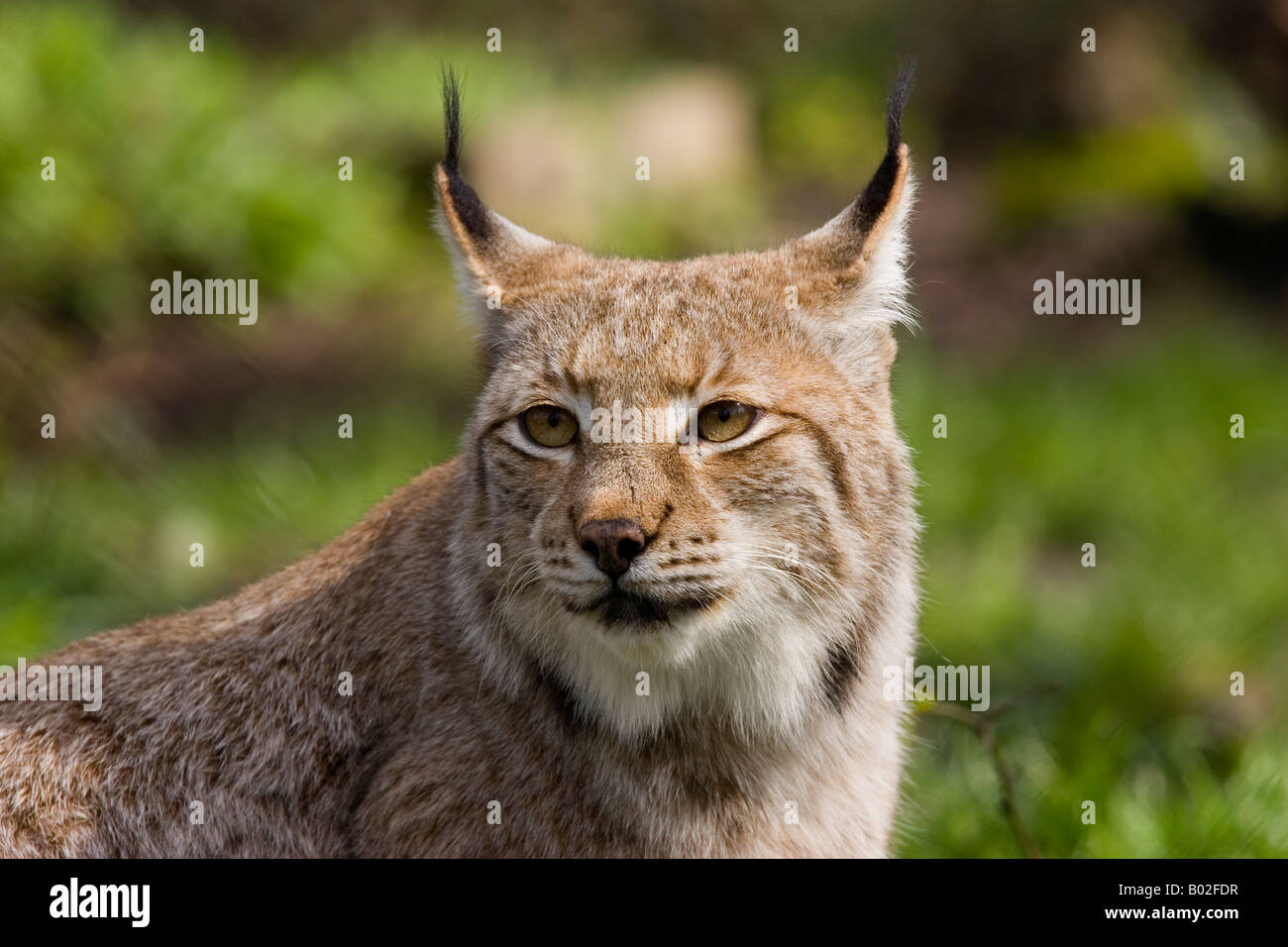 Lynx (européen) prises dans le parc de la faune Banque D'Images Lynx (européen) prises dans le parc de la faune Banque D'Images