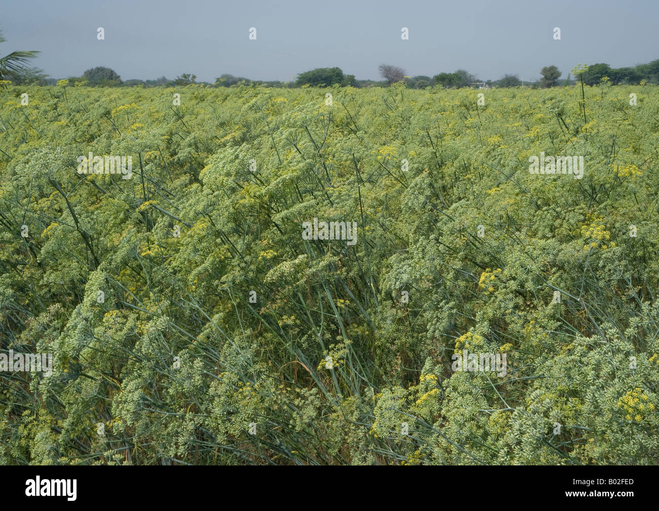Une grande plantation d'herbes d'anis vert luxuriant montrant de petites fleurs avec gousses d'anis prête pour la récolte et la haie d'arbres. Banque D'Images