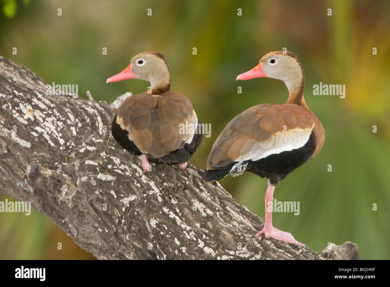 Black bellied whistling duck Dendrocygna autumnalis Brownsville Texas United States Avril adultes Anatidae Banque D'Images