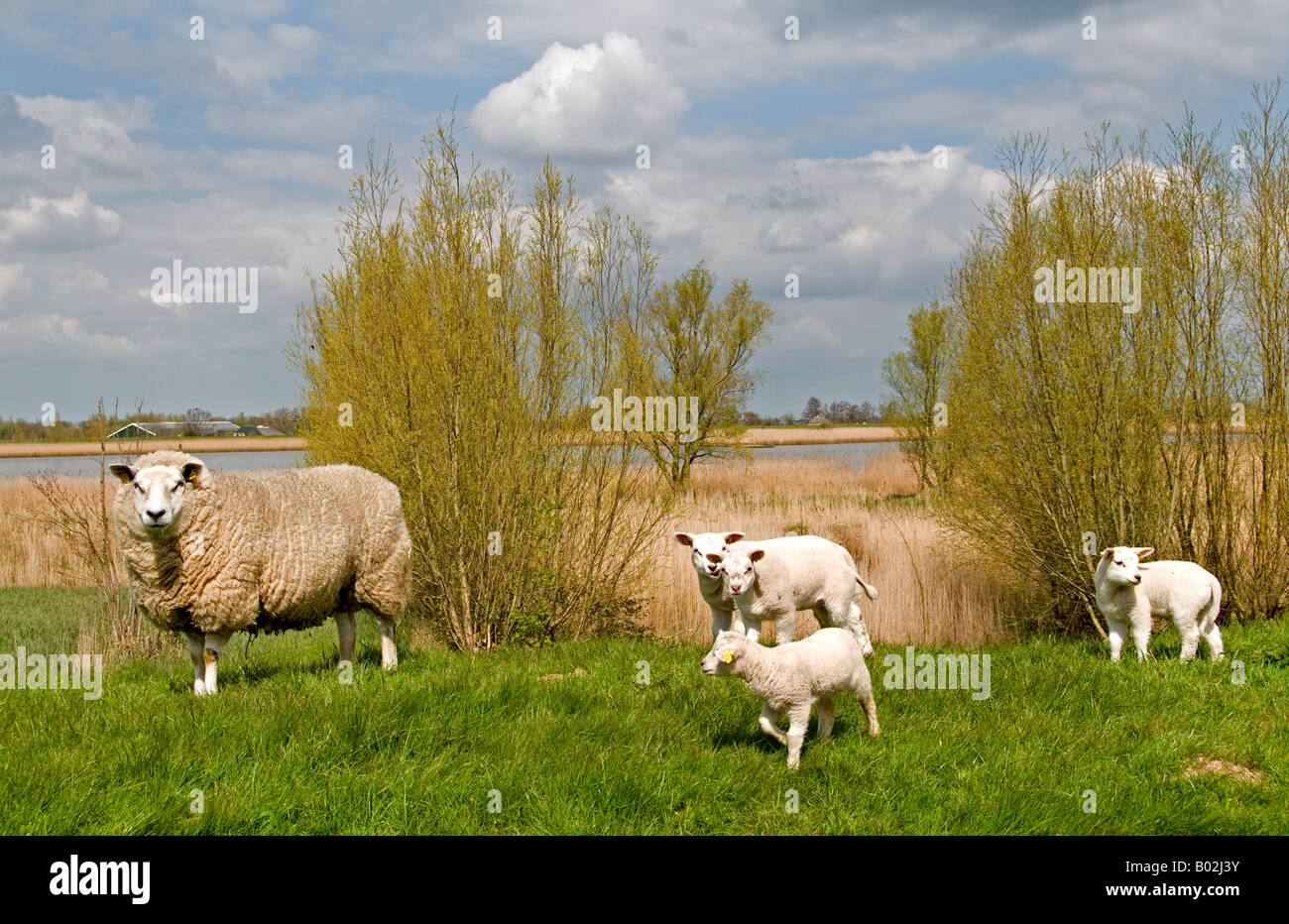 Moutons/Agneaux Lek Pays-bas digue du barrage de la rivière banque Banque D'Images