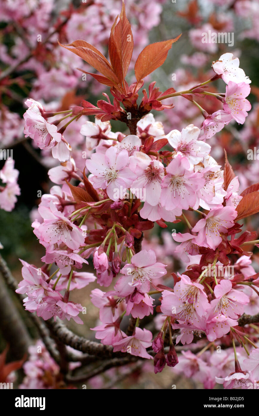 PRUNUS INCISA PRAECOX FIN AVRIL AGA Banque D'Images