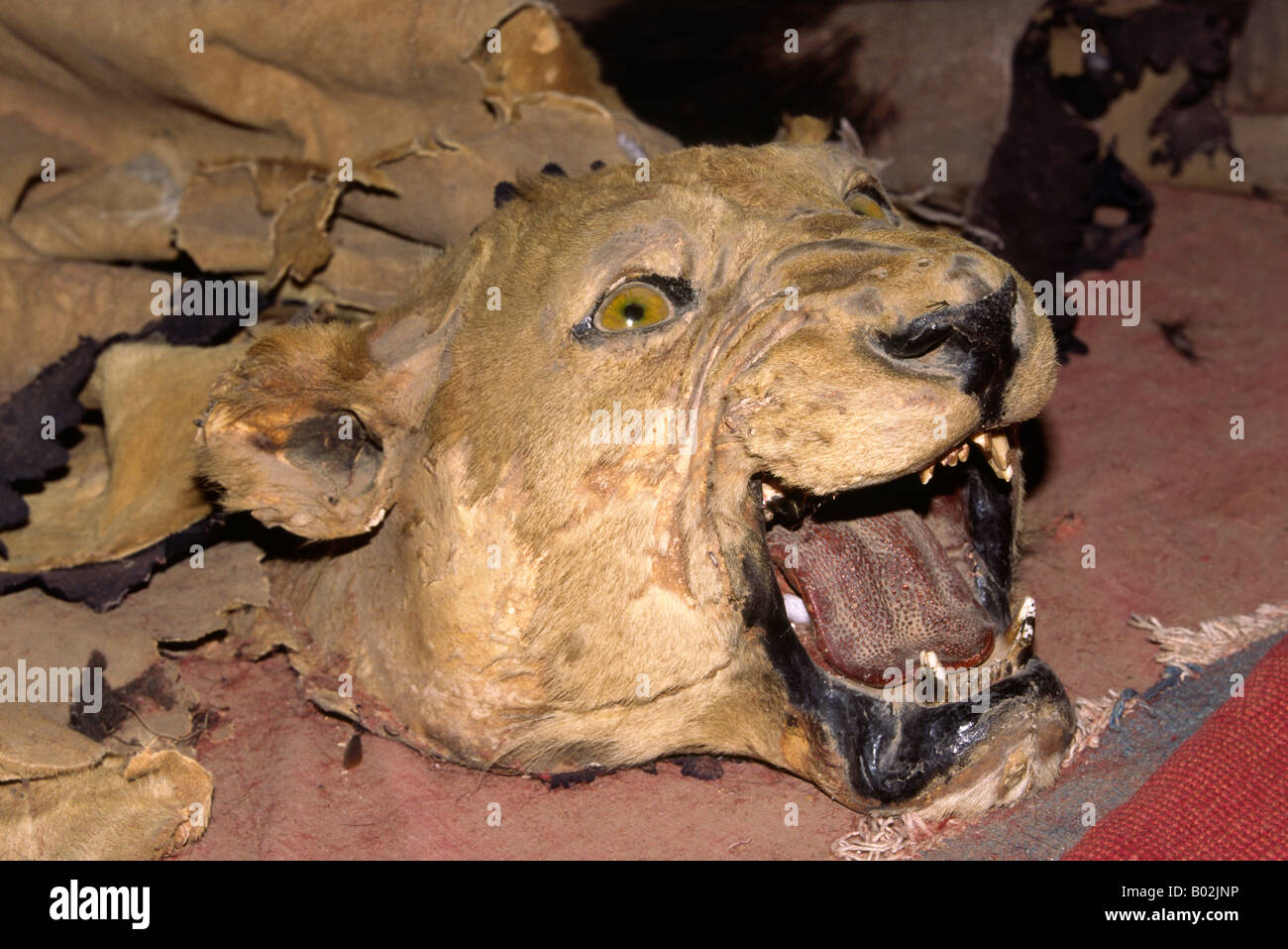 L'Inde Gujerat Bhuj trophée en tête de lion asiatique Aina Mahal vieux palais Banque D'Images