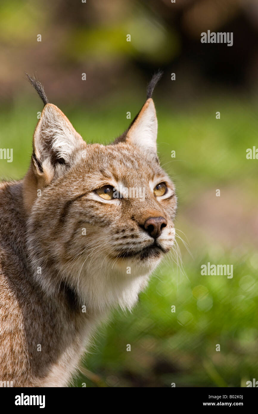 Lynx (européen) prises dans le parc de la faune Banque D'Images Lynx (européen) prises dans le parc de la faune Banque D'Images