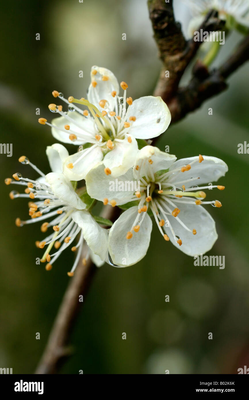 Prunier PRUNUS BELLE DE LOUVAIN Banque D'Images