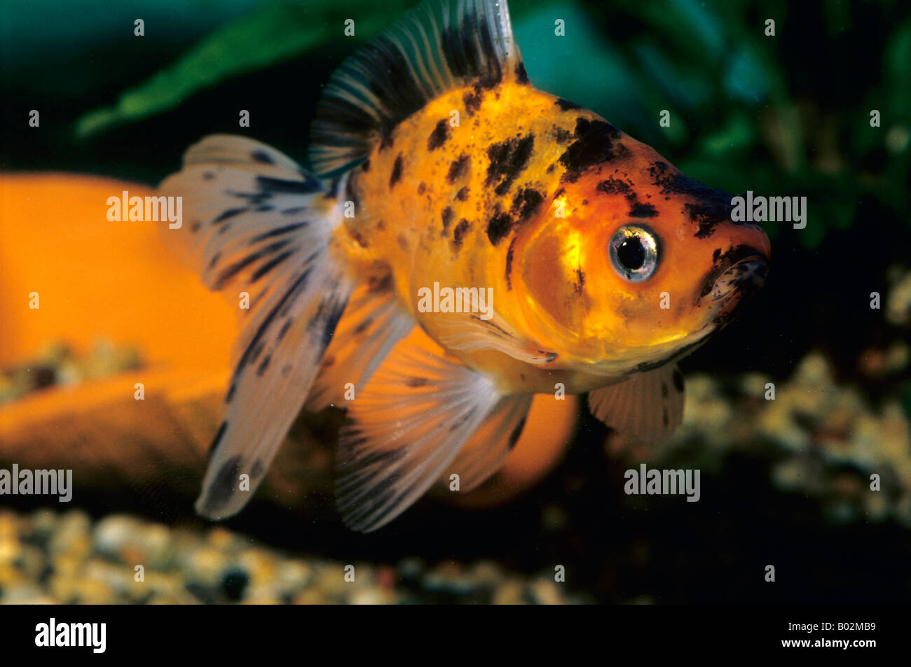 Carassius auratus, poissons d'or, Ciprinidae Banque D'Images