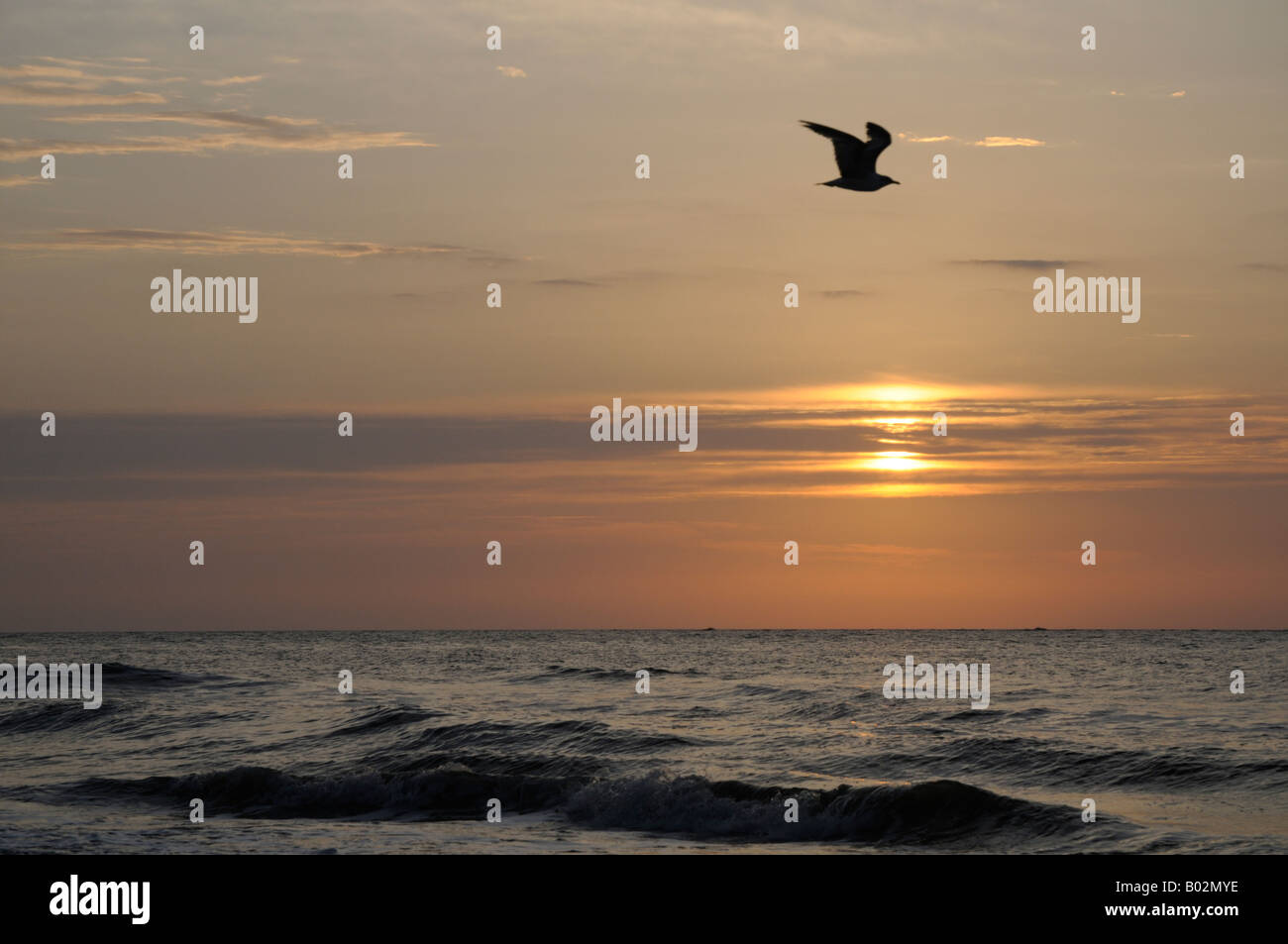 Une mouette vole au-delà d'un lever de soleil sur la plage de l'île de chasse en Caroline du Sud aux États-Unis. Banque D'Images