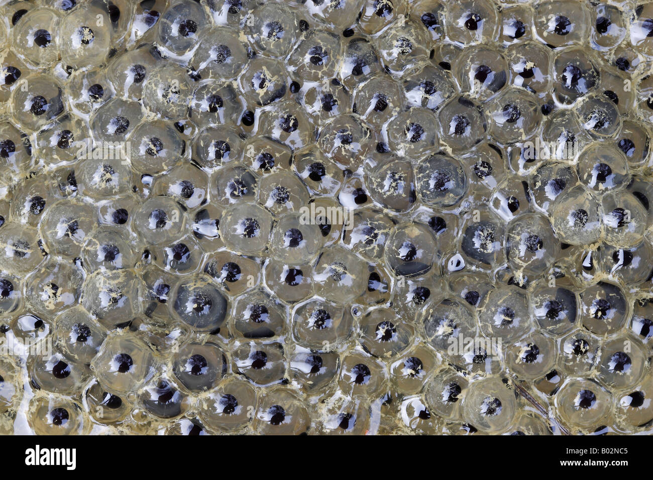 Grenouille Rousse (Rana temporaria), frayer dans un étang Banque D'Images