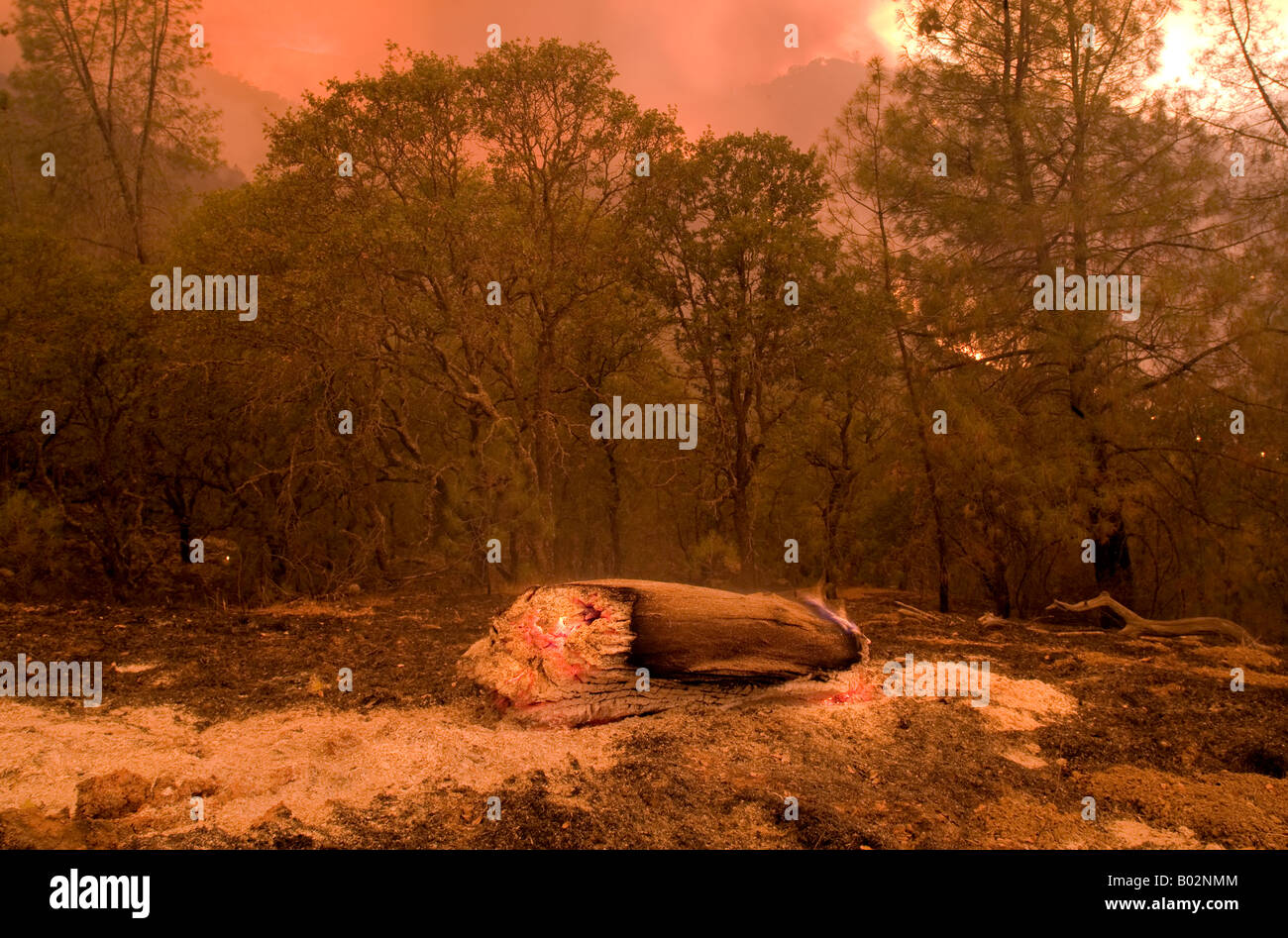 50 000 hectares de forêt de la Californie à Henry Coe State Park au sud de San Jose est battu par CAL Fire CDF Banque D'Images