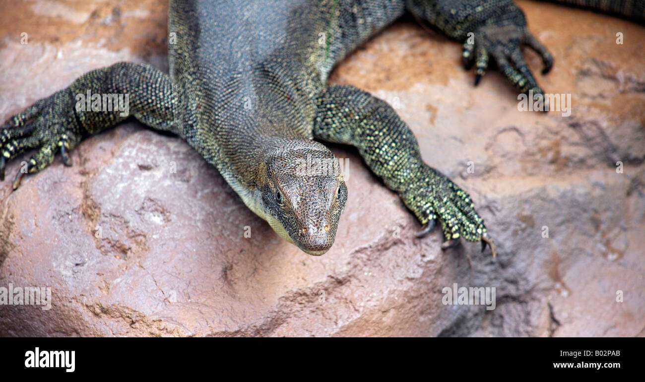 Le Goanna ou varan sur Fraser Island, Australie Banque D'Images